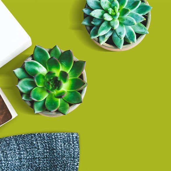 3580 Fresh Green (NGL) Laminates in India